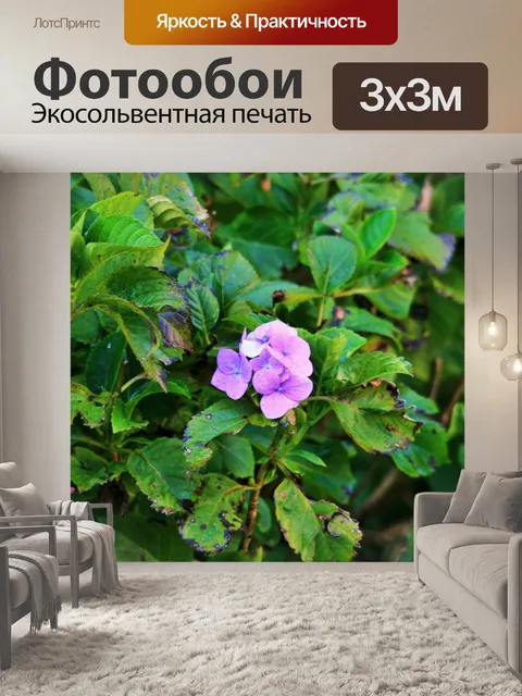 Фотообои небольшой розетка гортензии