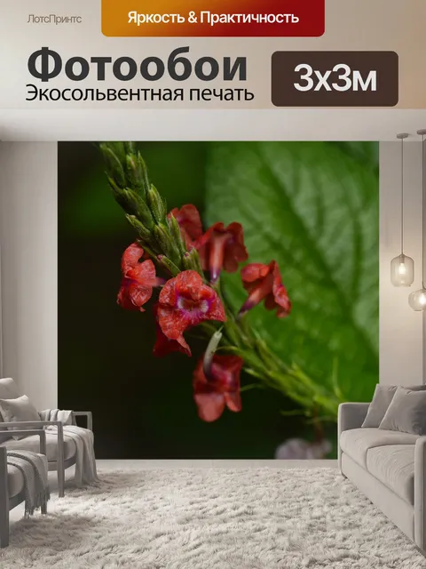 Фотообои Коста-рика