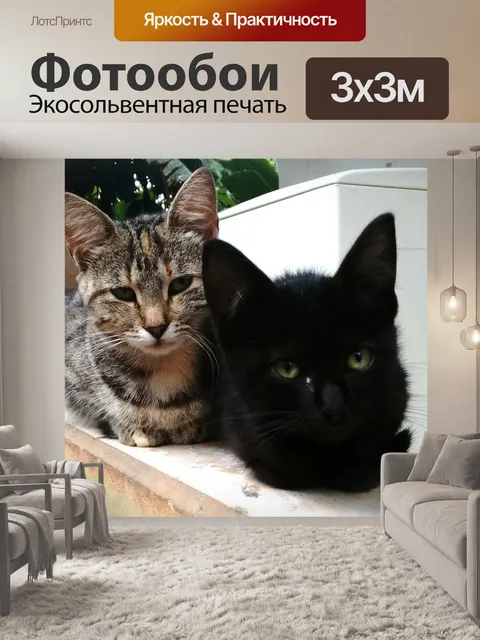 Фотообои Кошки