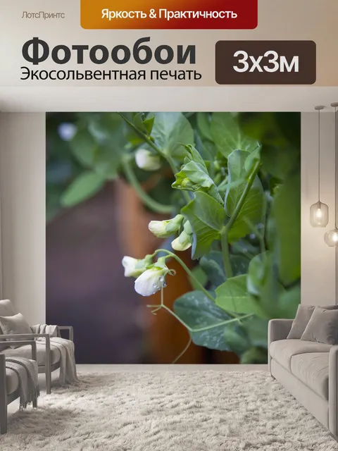 Фотообои Белые цветы на молодом горохе