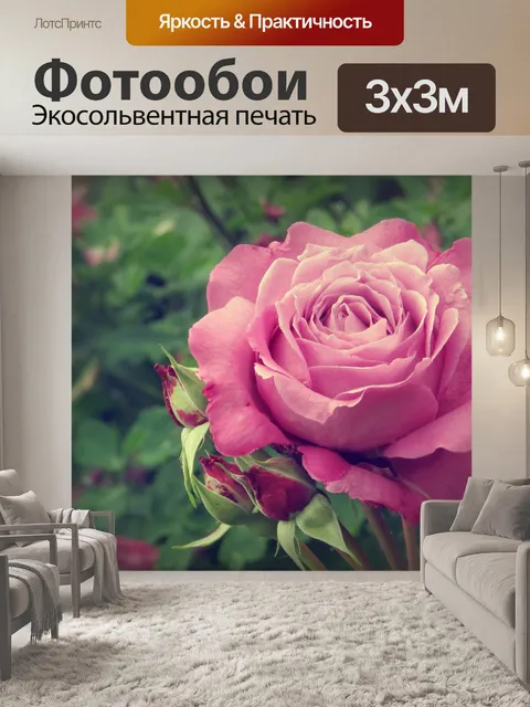 Фотообои Макрос цветка розы