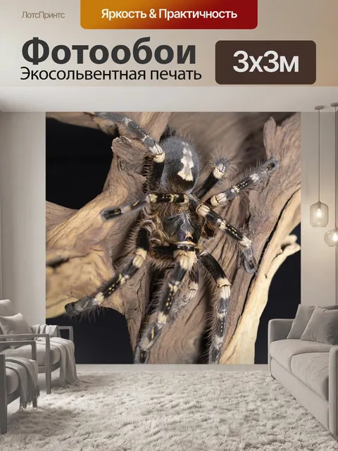 Фотообои Тарантул