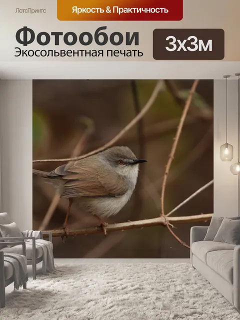 Фотообои Птица