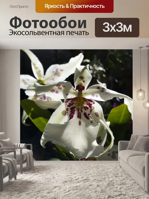Фотообои Белый Пестрая орхидея