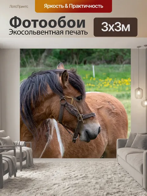 Фотообои Лошадь
