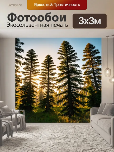 Фотообои лес с утренним солнцем, касающимся верхушек сосен