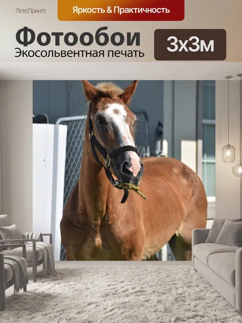 Фотообои Лошадь