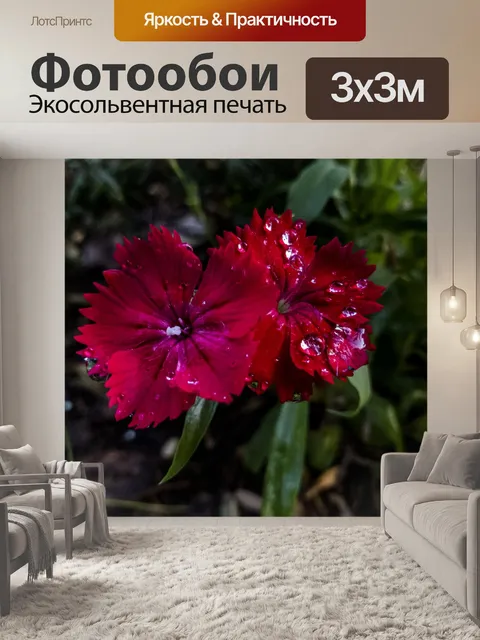 Фотообои Красный цветок мокрый от дождя