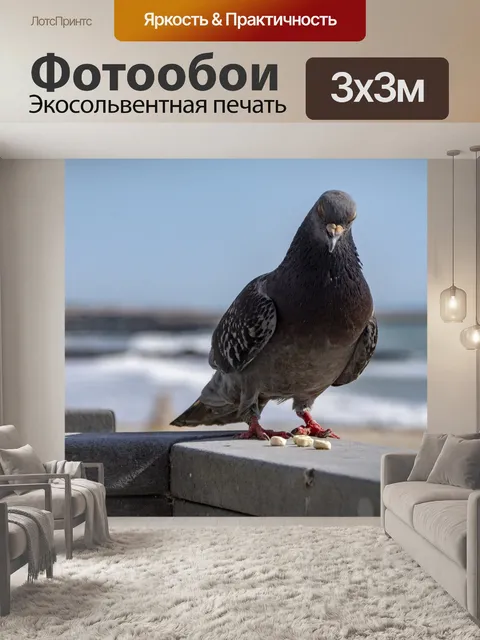 Фотообои голубь
