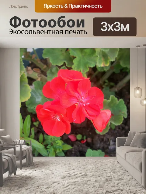 Фотообои Красная герань