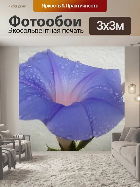 Фотообои Фиолетовая утренняя слава