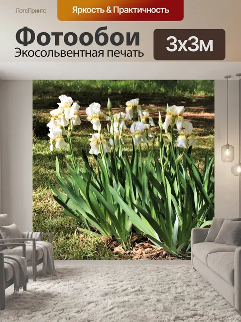 Фотообои Группа белых бородатых ирисов