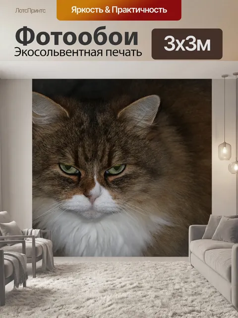Фотообои Кошки