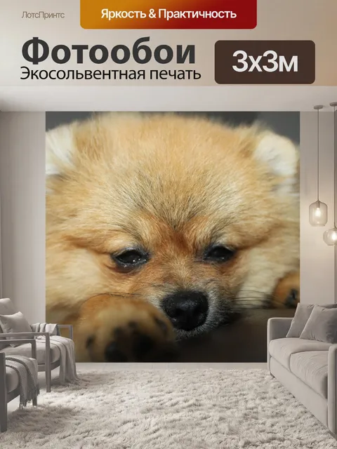 Фотообои Померанский шпиц