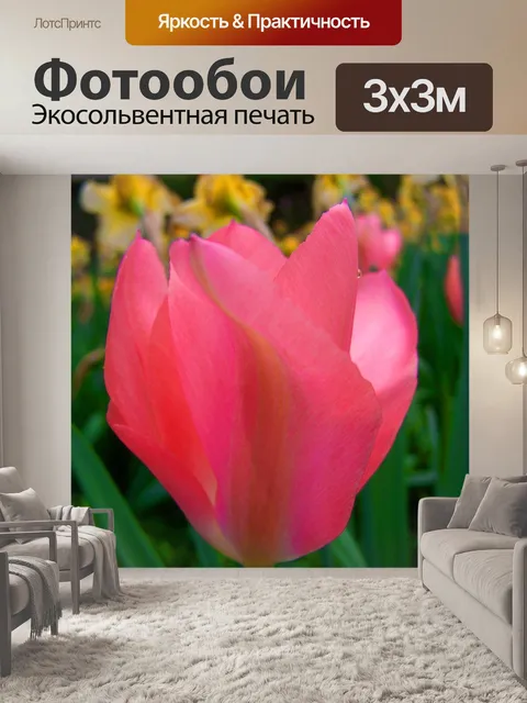 Фотообои Розовые тюльпаны
