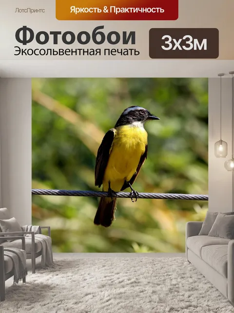 Фотообои Красочная птица