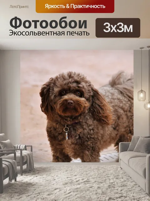 Фотообои Коричневая собака помапу