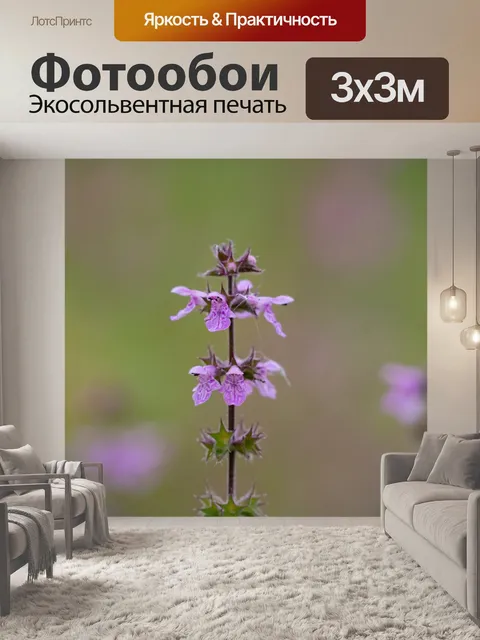 Фотообои Болотный зверобой
