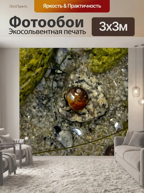 Фотообои Вертикальная краб отшельник