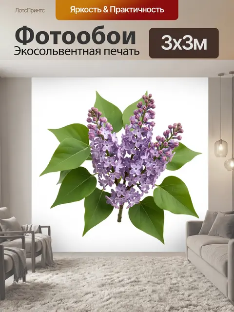 Фотообои Ветвь сирени с крупными зелеными листьями и плотными кистями мелких фиолетово-сиреневых цветов на белом фоне