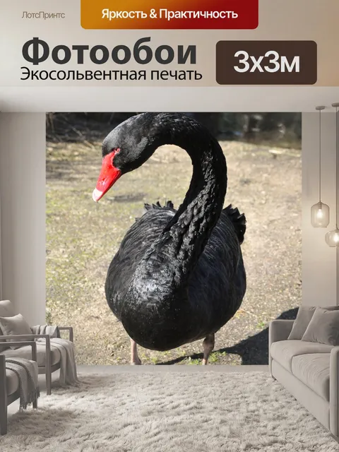 Фотообои Черный лебедь