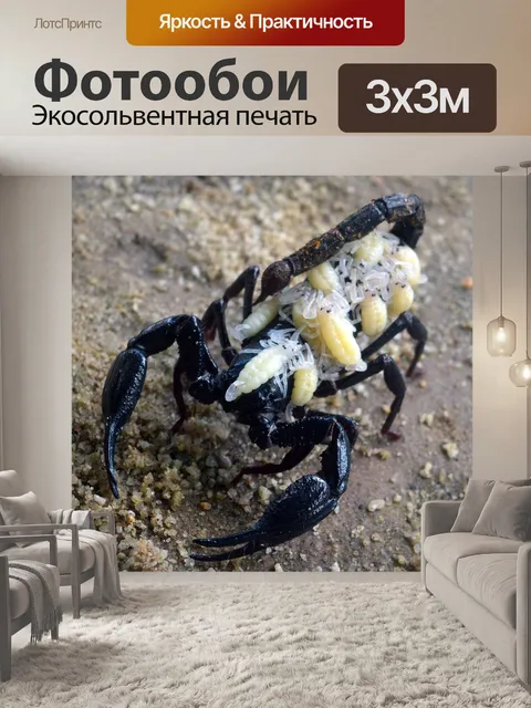 Фотообои Скорпион