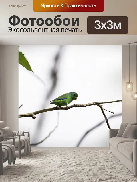 Фотообои Волнистый попугайчик