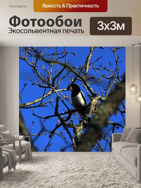Фотообои Разговорная сорока