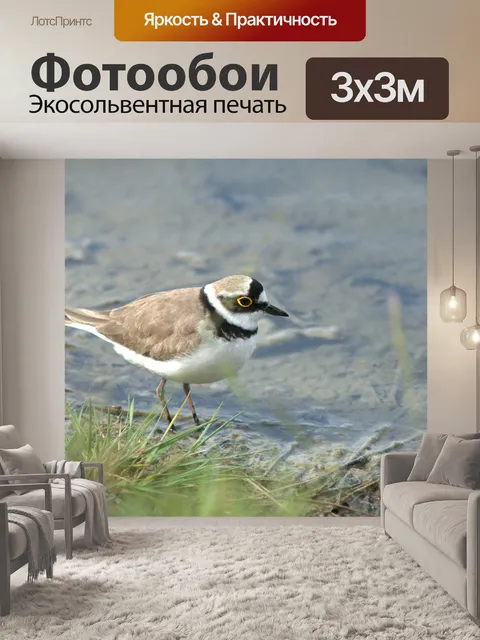 Фотообои Мелкий зуек