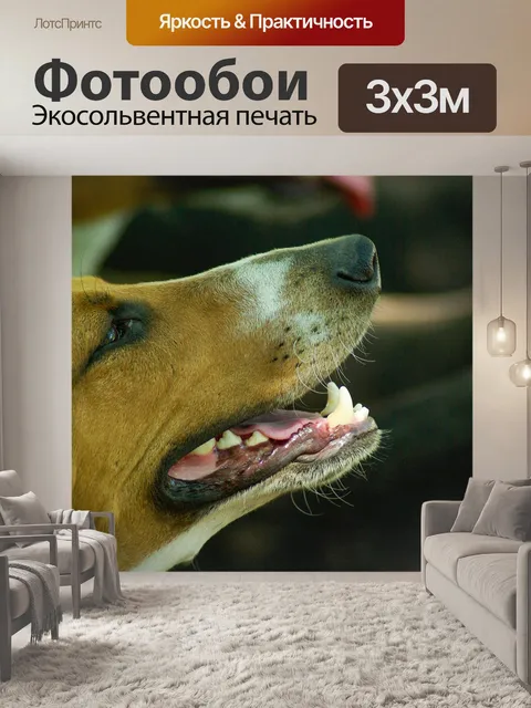 Фотообои Собака