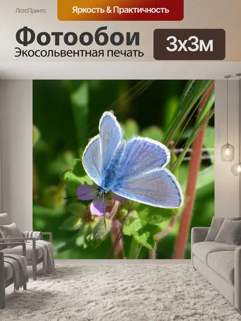Фотообои Голубая бабочка