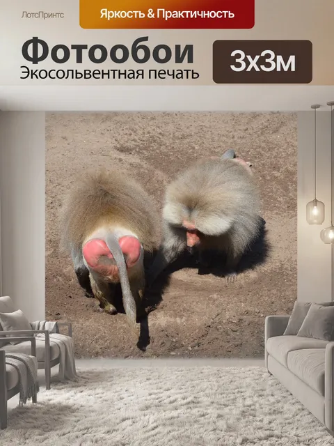 Фотообои Обезьяны, бабуины установлен 2,19