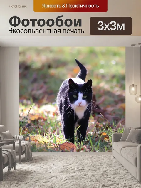 Фотообои Кошка