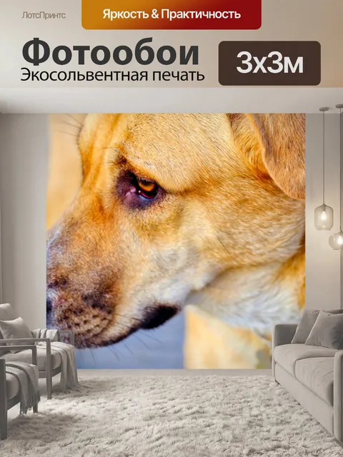 Фотообои Лабрадор