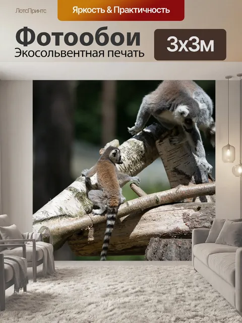 Фотообои Кошачий лемур