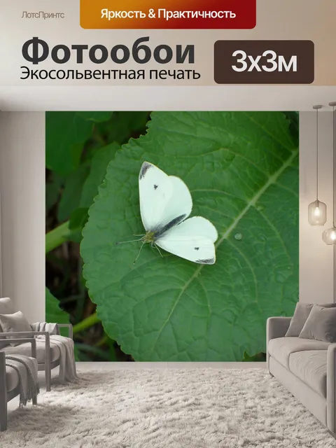 Фотообои Белая бабочка