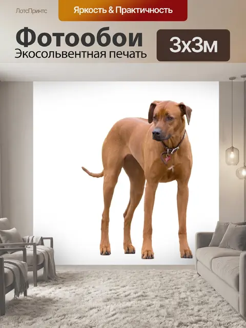 Фотообои Собака, изолированных на белый