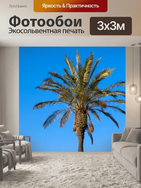 Фотообои Пальма и небо