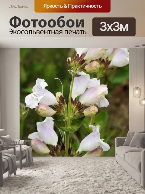 Фотообои Белые бородатые полевые цветы