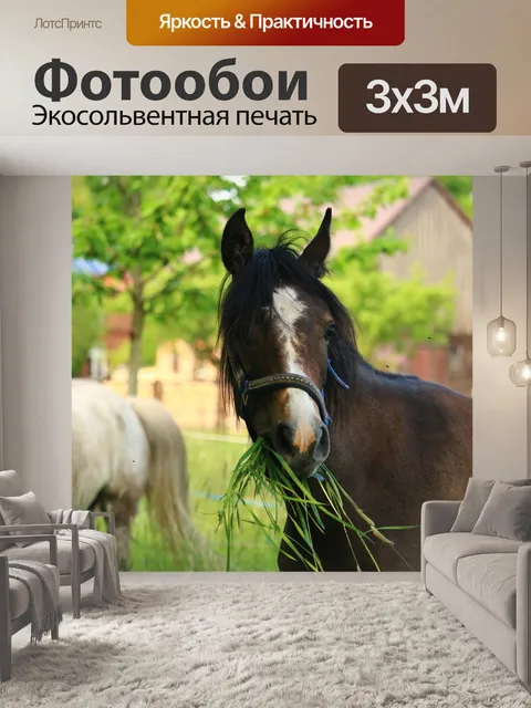 Фотообои Лошадь