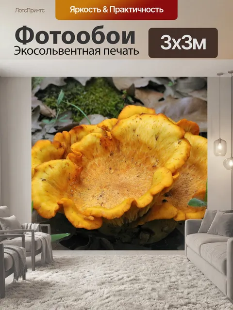 Фотообои Ложные лисички Грибы 2