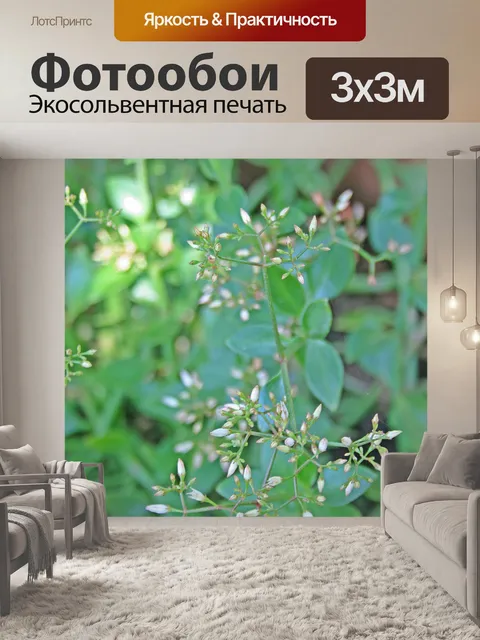 Фотообои белые бутоны