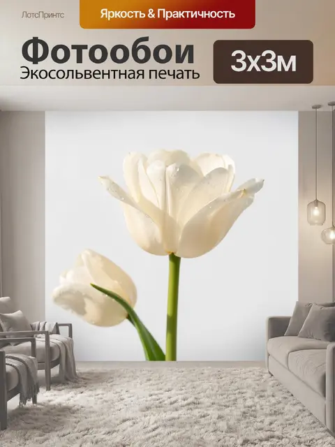Фотообои Белые тюльпаны с каплями росы