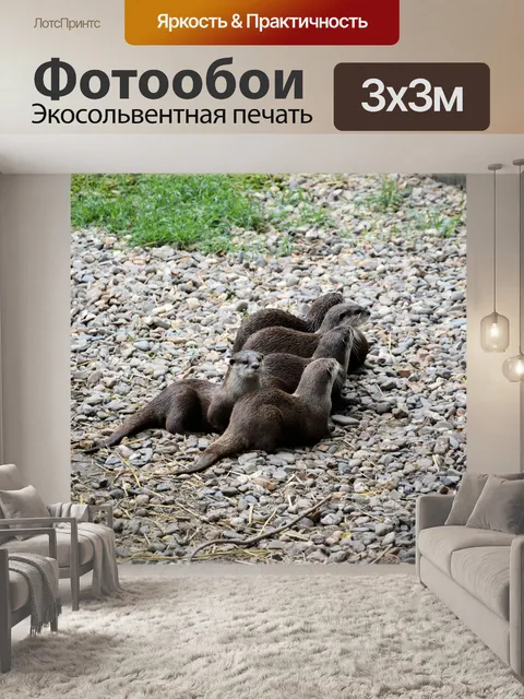Фотообои Семья выдры 1