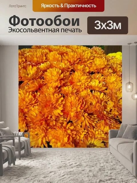 Фотообои Хризантема