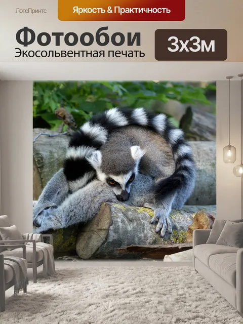 Фотообои Кошачий лемур 10