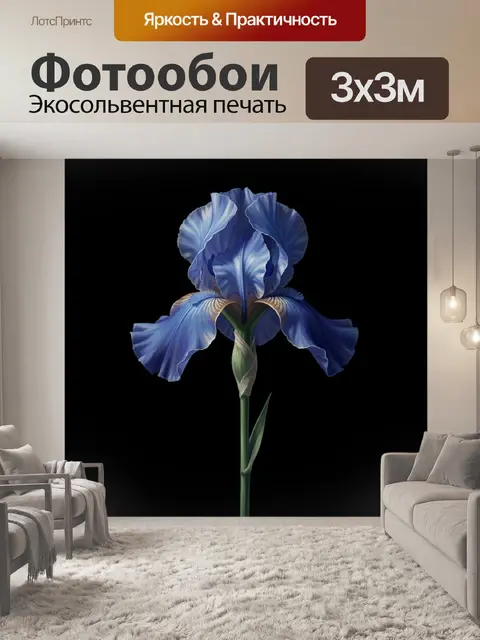 Фотообои Синий ирис на черном фоне