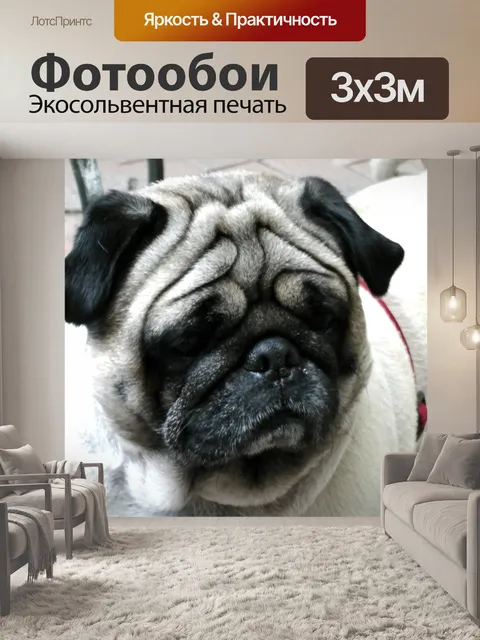 Фотообои Сонная мопса