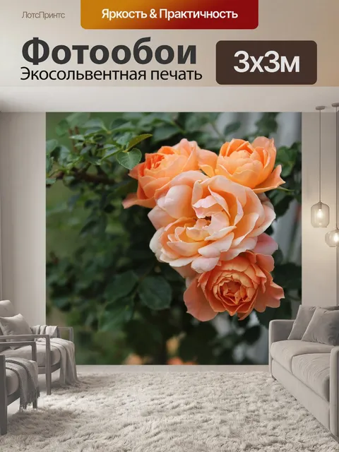 Фотообои Чайная роза