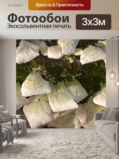 Фотообои Грибы на стволе упавшего дерева